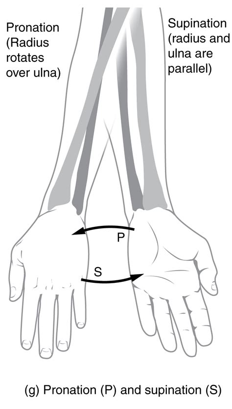 Inversion Anatomy Definition