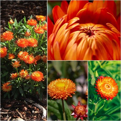 Buy Everlasting Daisy - Orange seeds Online | Happy Valley Seeds