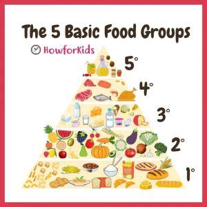 What are the Five Basic Food Groups? – HowForKids