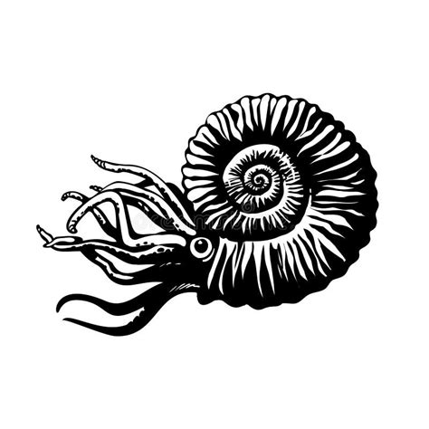 Ammonite Fossil Drawing - Ammonite Fossil Royalty Free Vector Image ...