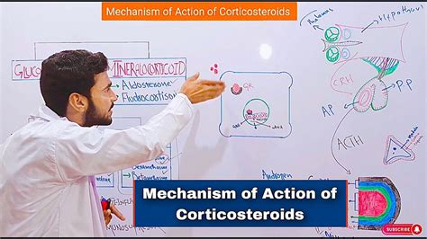 Mechanism of Action of Corticosteroids, Glucocorticoids Mechanism of ...