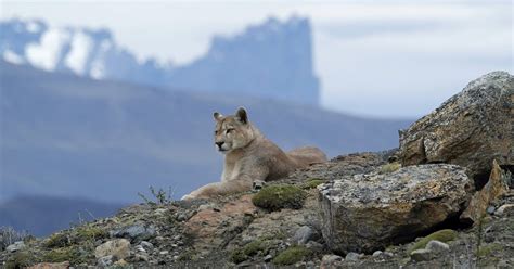 Convención emprender Sicilia el puma animal habitat impermeable industria Estimar