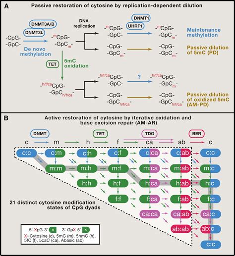 Reversing DNA Methylation: Mechanisms, Genomics, and Biological Functions: Cell