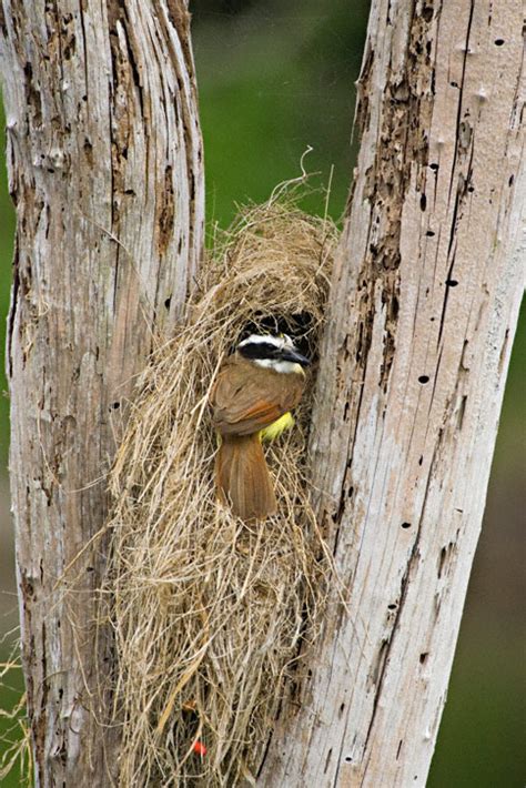 Great Kiskadee (Pitangus sulphuratus)