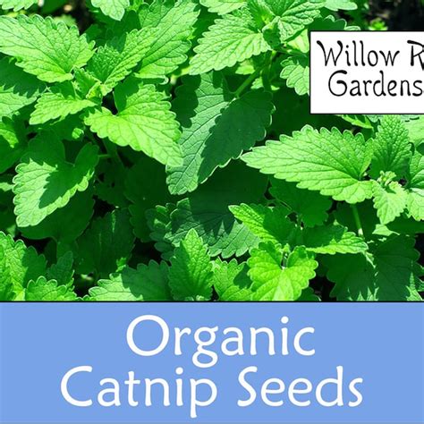 Catnip Seeds - Etsy