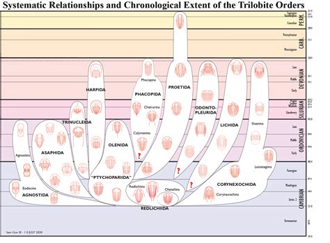 Trilobite Classification Chart