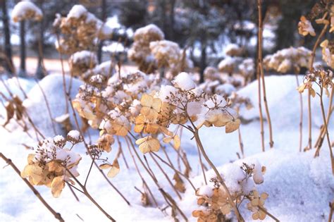 How to Care for Hydrangeas in Winter | DIY Network Blog: Made + Remade | DIY