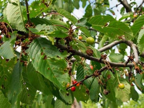 Cherry Tree Diseases and How to Prevent Them - Shary Cherry