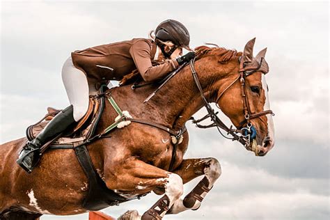 Free horse Images, Pictures, and Royalty-Free Stock Photos - FreeImages.com