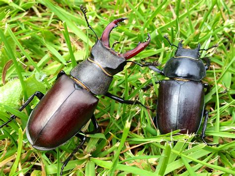 Take part in the Great Stag Hunt - Stag Beetles