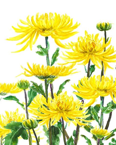 yellow chrysanthemums 2 Sticker by ColorandColor | Chrysanthemum, Yellow chrysanthemum, Flower ...