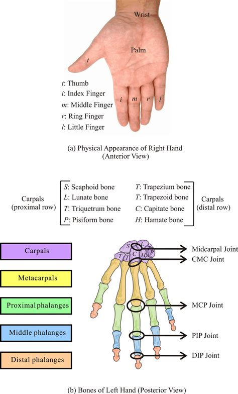 Human Wrist and Hand: (a) Physical Appearance of Right Hand (Anterior ...