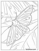 Free MOTH Coloring Pages For Download Printable PDF sketch template