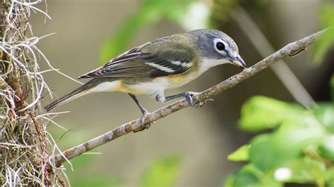 Blue-headed Vireo | Audubon Field Guide