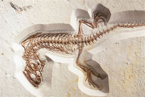 ALL ABOUT PALEONTOLOGY - Collection of Resources