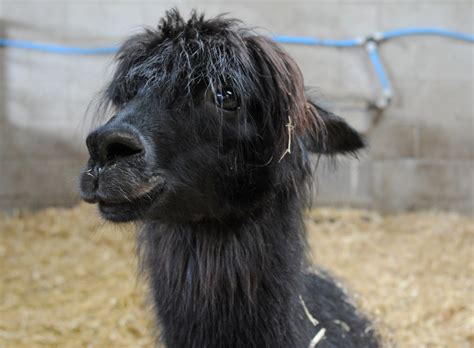 Black Alpaca, Vicugna pacos at Cannon Hall Children's Farm, Cawthorne, Barnsley - a photo on ...