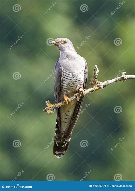 Common Cuckoo (Cuculus Canorus) Stock Image - Image of animal, cuculiformes: 42230789