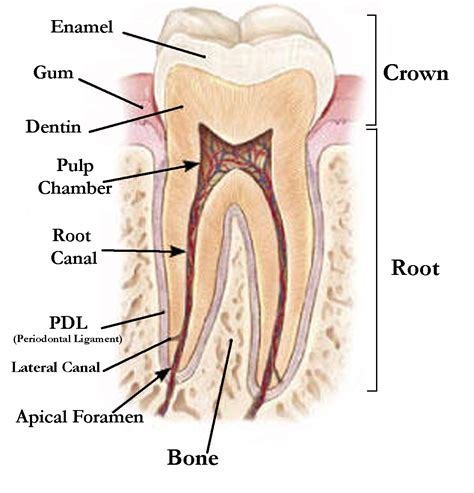 What Is A Dental Apex at Meredith Brown blog