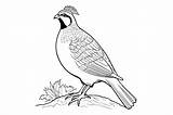 Quail Coloring Page For Kids Graphic By MyCreativeLife · Creative Fabrica sketch template