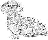 Coloring Pages Dachshund sketch template