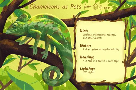 A Guide to Caring for Pet Chameleons