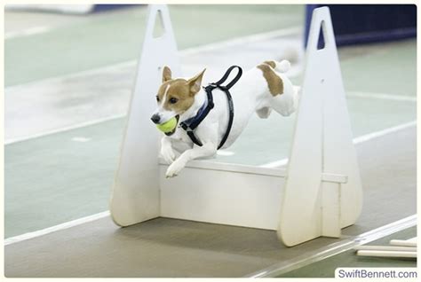 Flyball dog | Dog Sports | Pinterest