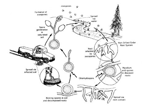 Disease cycle of Phytophthora lateralis. | Download Scientific Diagram