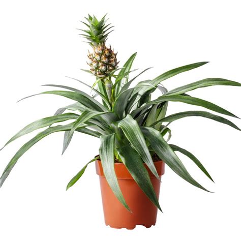 How do I care for my Pineapple plant? | Pineapple planting, Pineapple ...