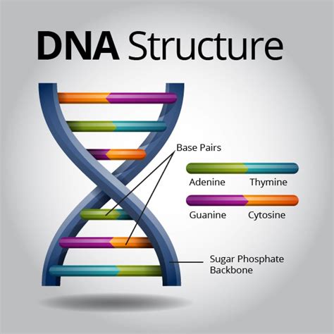 DNA Structure | Visual.ly | Dna model, Dna, Study biology