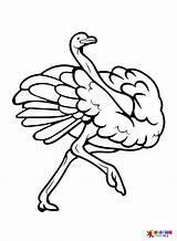 Ostrich Simple Coloring Page  Free Printable Pages sketch template