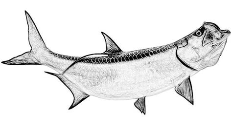 √ Easy Tarpon Drawing - Popular Century