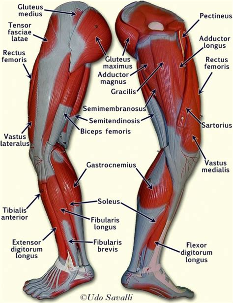 Muscle Anatomy Chart New Upper Leg Muscles Anatomy Human Anatomy ...