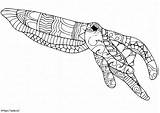Zentangle Cuttlefish Coloring Page sketch template