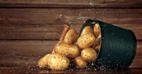 Bucket with Potatoes Filmed is Slow Motion 1000 Fps, Stock Video - Envato Elements