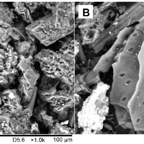 Different Stages of Coal Formation | Download Scientific Diagram