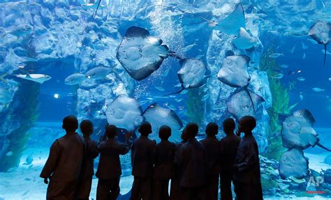 Shaven-headed children look at rays at the Lotte World Aquarium in ...