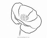 Poppy Flower Coloring Page For Kids  Free Printable sketch template