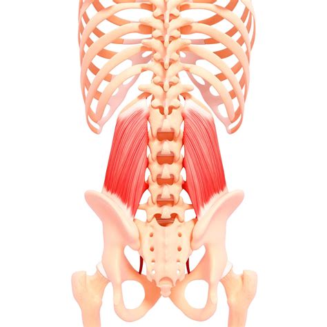 QL Muscle Pain | Quadratus Lumborum Low Back Pain – Back Muscle Solutions