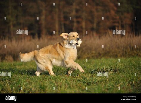 playing Golden Retriever Stock Photo - Alamy