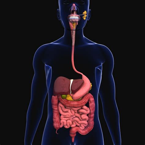 modelo 3d Sistema y cuerpo digestivo - TurboSquid 1279199