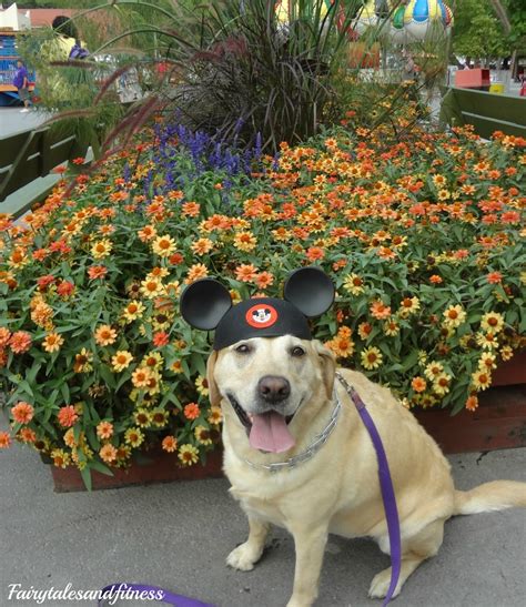 Fairytales and Fitness: A Day in the Amusement Park ( with your dog)!