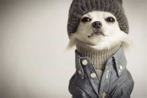 35 Adorable Pictures of Dogs Wearing People Clothes