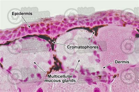 Rana sp. Frog. Skin and epidermis. Vertical section. 500X - Rana sp. (Frog) - Amphibians ...