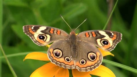 Common Buckeye Butterfly - YouTube