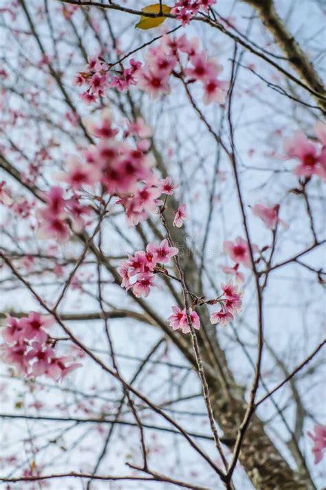 Nang Phaya Suea Krong Flower or Sakura of Thailand, Beautiful Pink ...