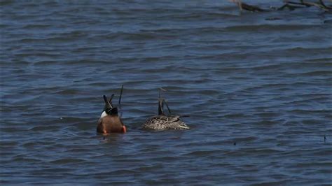 Bottoms up as a pair of North American Shovelers feed on a northern USA pond on a very windy day ...