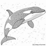 Orca Coloring Pages  Free & Printable sketch template