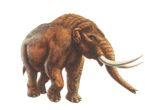 Mastodon (Mammut) | Extinct Animals