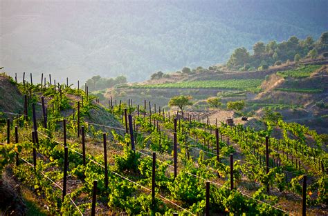 Friday Feature Photo: Vineyards in the Priorat | Catavino Food & Wine Tours