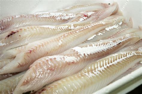 Haddock fillets - Stock Image - T725/0090 - Science Photo Library